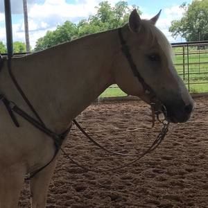 Meet your Posher, Dawson